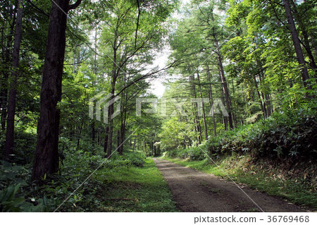 札幌Shirahata森林小徑風景(中央線) 札幌Shirahata森林小徑風景(中央線) 36769468