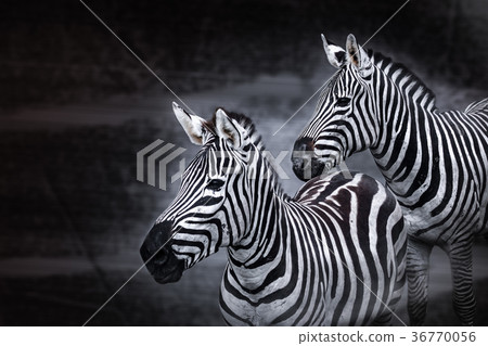 Zebra, science names "Equus burchellii" 36770056