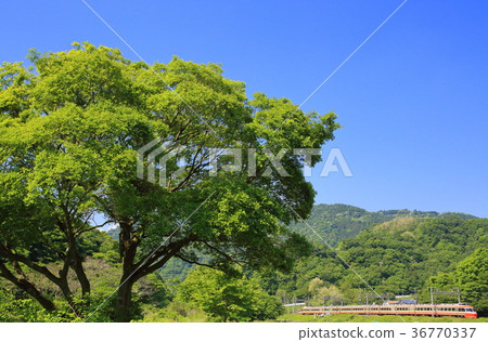Odakyu Romance car and fresh green 36770337