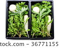 Seven herbs of spring 36771155