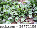 Seven plants of spring 36771156