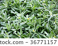 Seven herbs of spring 36771157