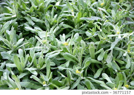 Seven herbs of spring 36771157