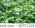 The seven herbs of spring 36771158