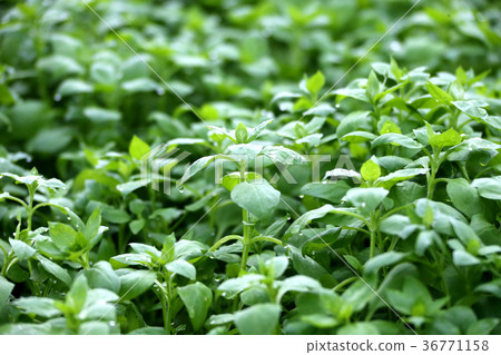 The seven herbs of spring 36771158