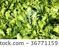 Seven herbs of spring 36771159
