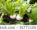 Seven plants of spring Suzuna 36771160