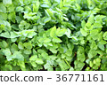 Spring seven herbal seaweeds 36771161