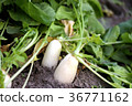 Seven plants of spring Suzuro 36771162