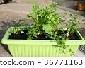 Seven herbs of spring 36771163