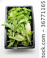 Seven herbs of spring 36771165