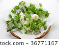 Seven herbs of spring 36771167