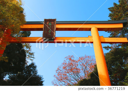 冰川神社的鳥居 36771219
