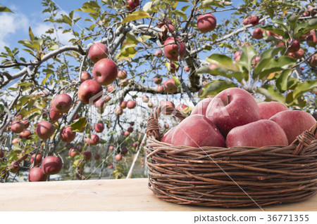Apple Apple 36771355