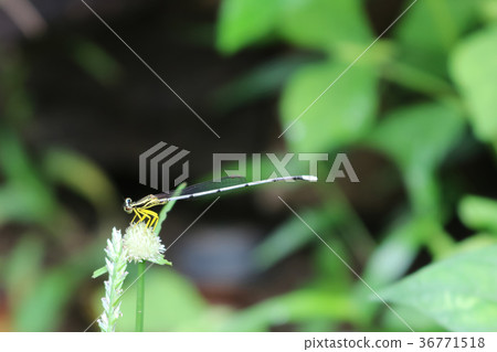 Little dragonfly,white long-tail in the garden Little dragonfly,white long-tail in the garden 36771518