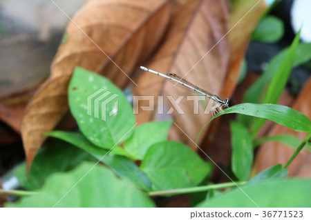 Little dragonfly,white long-tail in the garden Little dragonfly,white long-tail in the garden 36771523