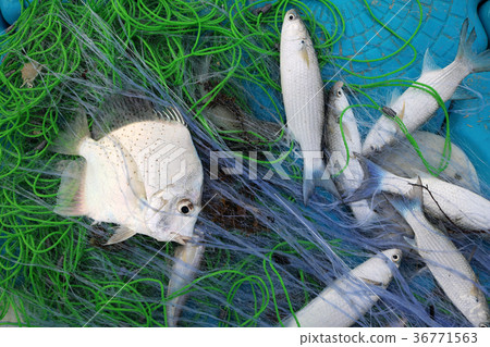 Sea fish caught in the nets of fishermen 36771563