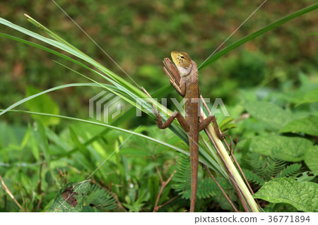 Lizard in a comfortable position in the garden. 36771894