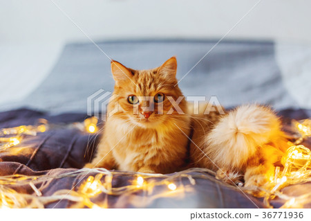 Cute ginger cat in bed with shining light bulbs Cute ginger cat in bed with shining light bulbs 36771936