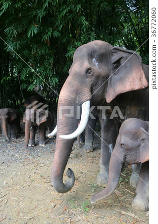 The elephant statue in the nature garden 36772060