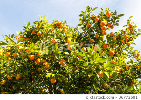 Orange trees with fruits on plantation 36772691