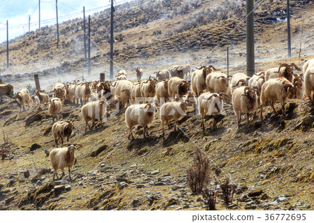 Sheep over snowy highland Sheep over snowy highland 36772695
