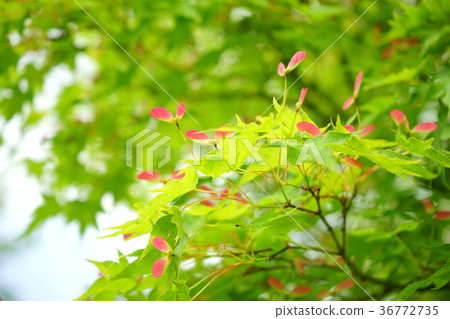 Fresh blue leaves 4 Fresh blue leaves 4 36772735