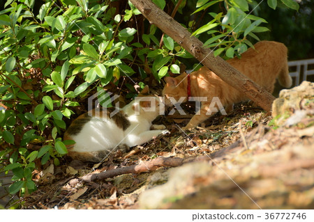 cat, pussy, fine 36772746