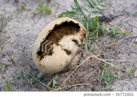 Old Lycoperdon pratense 36772802