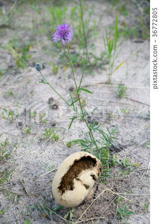 Old Lycoperdon pratense 36772805
