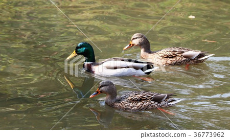 Watari-dori: Birds on the water "Magamo: Osu: Mess" Osaka Prefecture Hirakata City: Milky Way Watari-dori: Birds on the water "Magamo: Osu: Mess" Osaka Prefecture Hirakata City: Milky Way 36773962