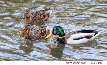 藍鳥：水上的鳥“Magamo：Female：Male”大阪縣枚方市：銀河系 36773976