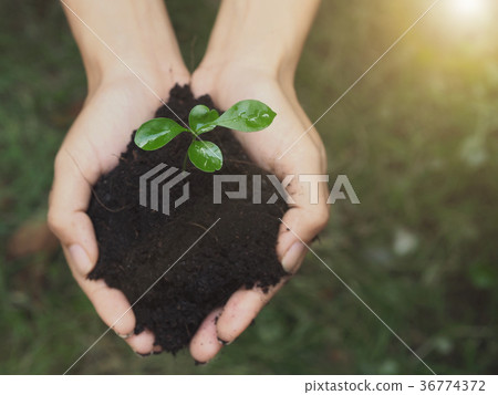farmer hand holding seedling and soil for planting 36774372