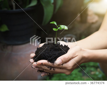 farmer hand holding seedling and soil for planting 36774374