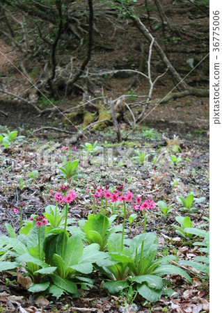 Ryuuno Gorge, Hakuryu Gorge, cress on nature search road 36775006