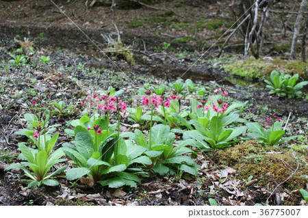 Ryuuno峽谷,白龍峽谷,自然搜索道路上的水芹 Ryuuno峽谷,白龍峽谷,自然搜索道路上的水芹 36775007