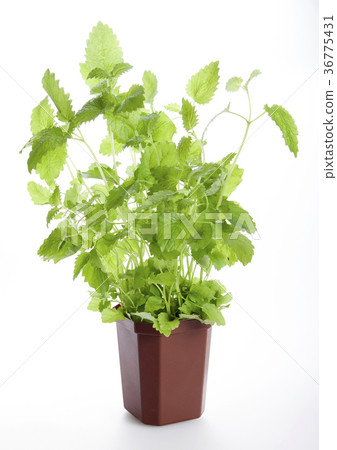 Melissa in a pot on a white background  36775431