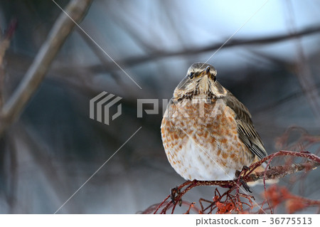 Honey thrush Honey thrush 36775513