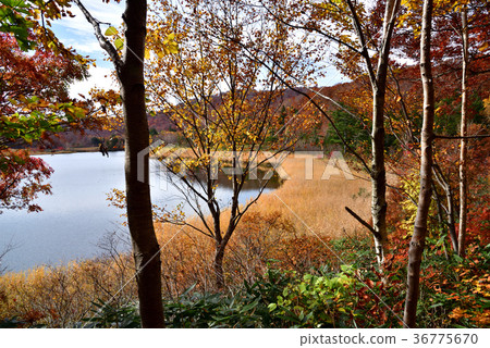 八幡平,大沼的葉子 八幡平,大沼的葉子 36775670
