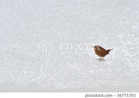 Misazaai Misazaai 36775763