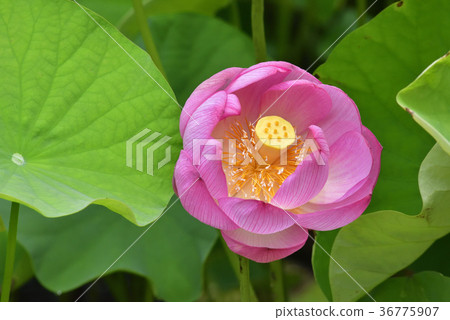 Otani Honjo Oga lotus (Oga lotus) 36775907