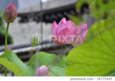 Otani Honjo Oga lotus (Oga lotus) 36775945
