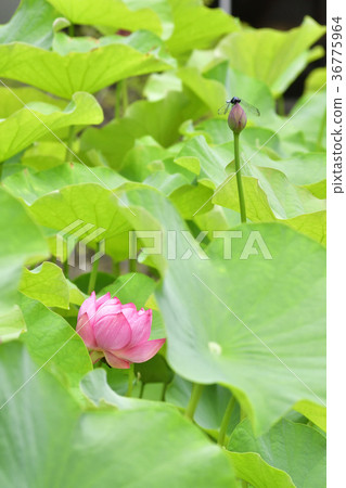 Otani Honjo Oga lotus (Oga lotus) Otani Honjo Oga lotus (Oga lotus) 36775964