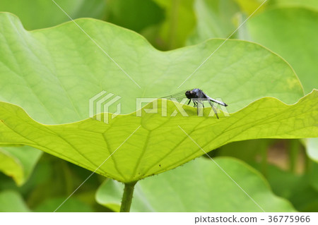 Motoya Otani Mating of Oniyama and Shiokara Tonbo Motoya Otani Mating of Oniyama and Shiokara Tonbo 36775966