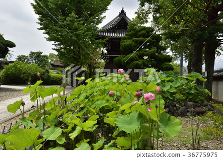 Otani Honjo Oga lotus (Oga lotus) 36775975