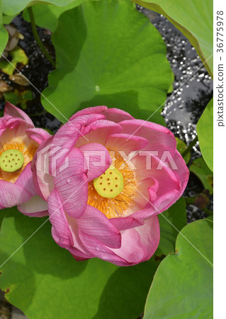大谷Honjo Oga蓮花(Oga蓮花) 大谷Honjo Oga蓮花(Oga蓮花) 36775978