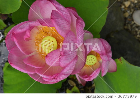 Otani Honjo Oga lotus (Oga lotus) 36775979