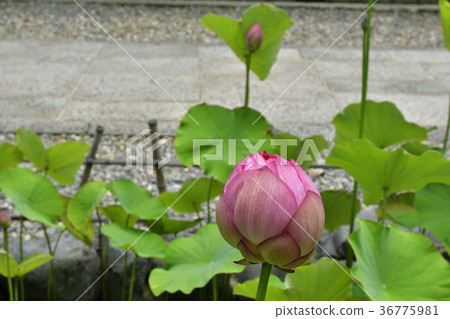 大谷Honjo Oga蓮花(Oga蓮花) 大谷Honjo Oga蓮花(Oga蓮花) 36775981