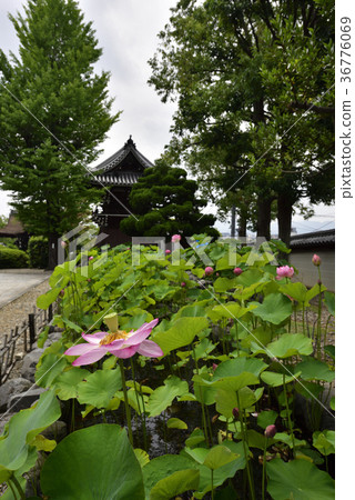 大谷Honjo Oga蓮花（Oga蓮花） 36776069