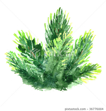 Watercolor Christmas tree branch. Hand painted fir 36776884